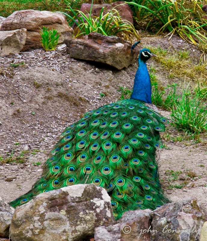 Another Peacock