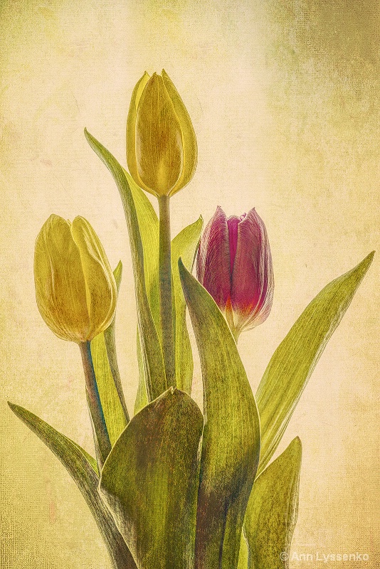 Three Tulips