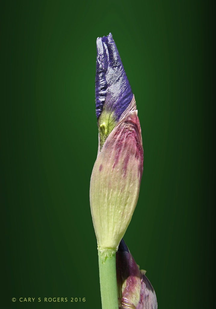Royal Purple Iris Bud