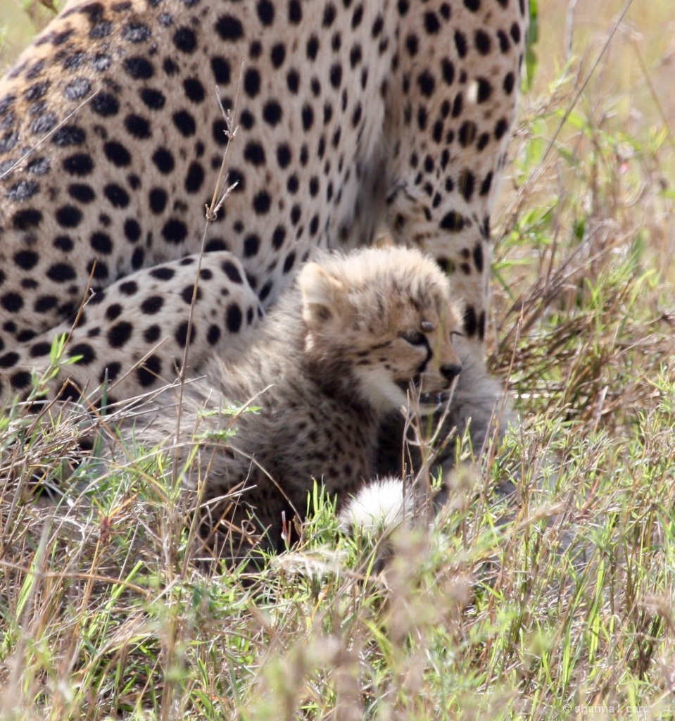Cheetah kit, appox 4-6 weeks old. 