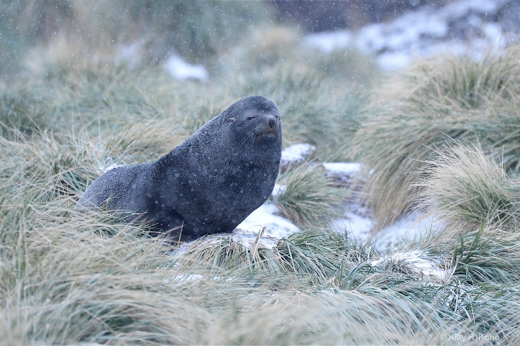 Wise Old Fur Seal in the Tussocks - ID: 15277321 © Kitty R. Kono