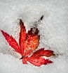 Early snow