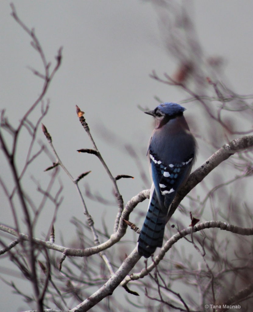 Beautiful Blue Jay 