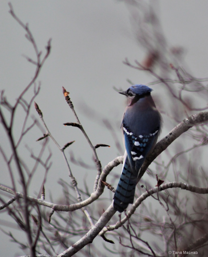 Beautiful Blue Jay 