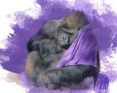 Blankie