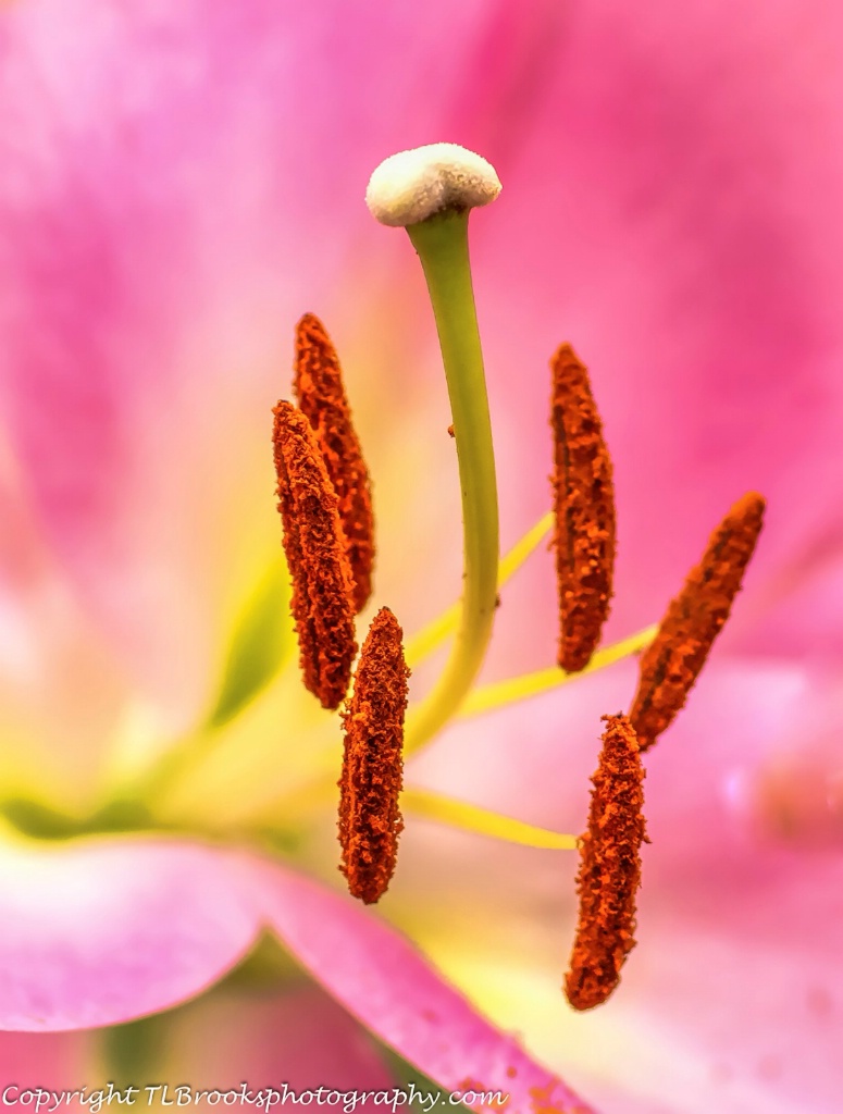 stamen 