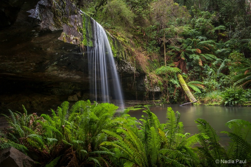 Rainforest Shelter