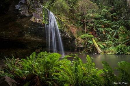 Rainforest Shelter