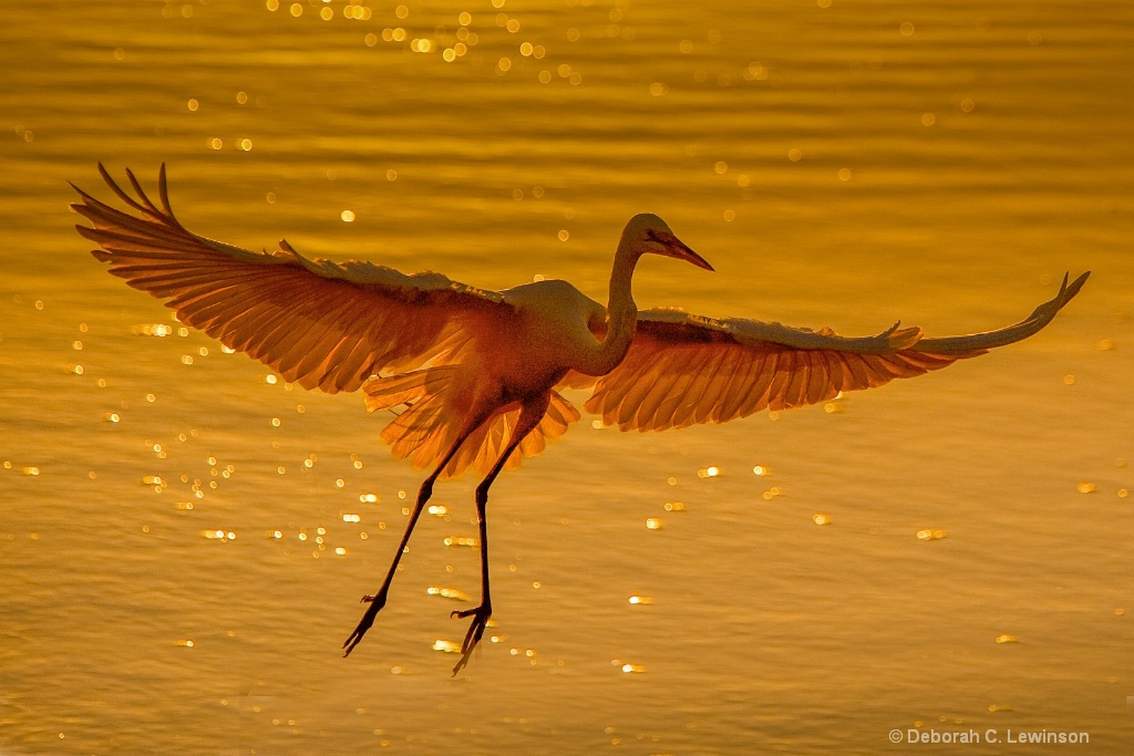 Egret at Sunrise - ID: 15278376 © Deborah C. Lewinson