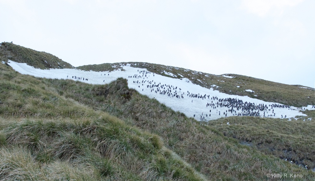 Look at All Those Penguins  Salisbury Plain