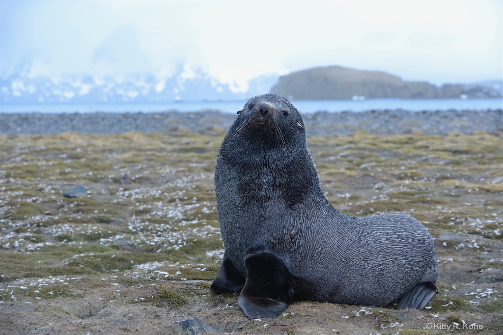 Fur Seal Salisbury Plain - ID: 15278632 © Kitty R. Kono