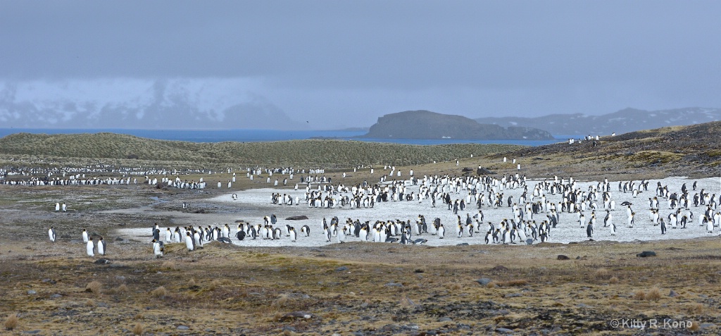 Many Penguins - Salisbury Plain 1 - ID: 15278636 © Kitty R. Kono