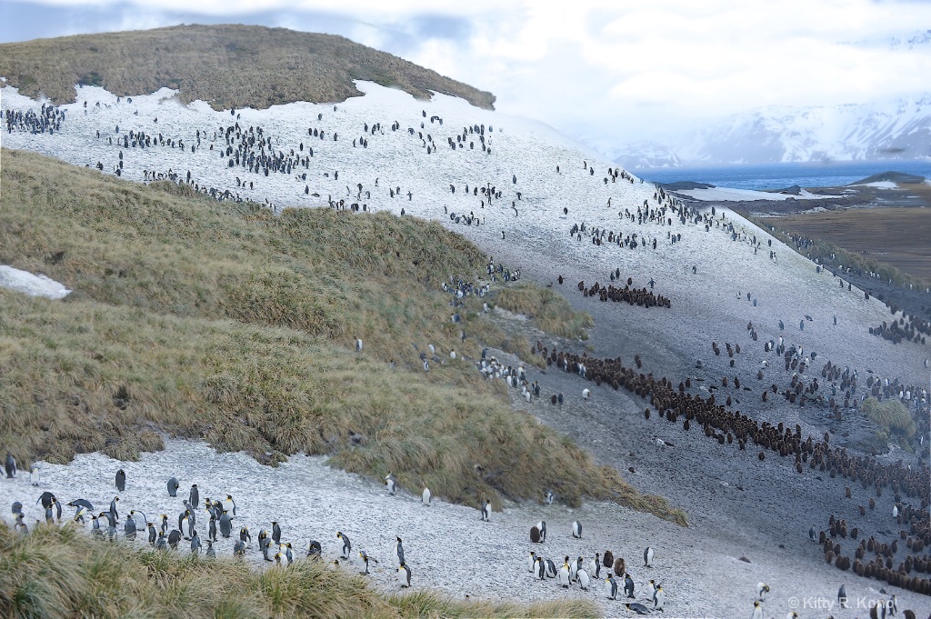 Many Penguins - Salisbury Plain - Curvature of the - ID: 15278638 © Kitty R. Kono