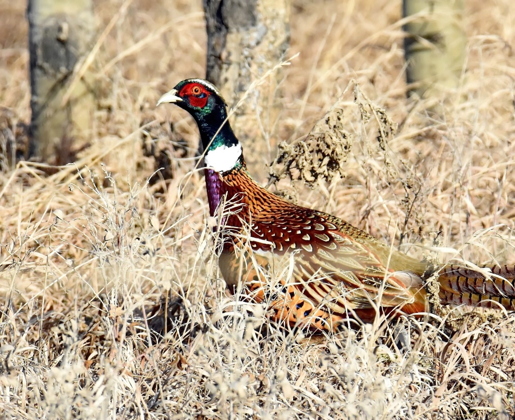 The Autumn Pheasant