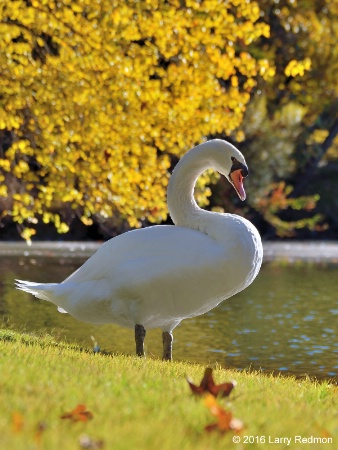 King of the Pond