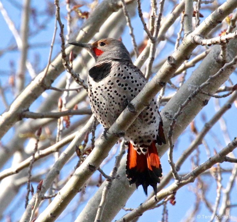 Northern Flicker Red-shafted - ID: 15278764 © Terry Korpela