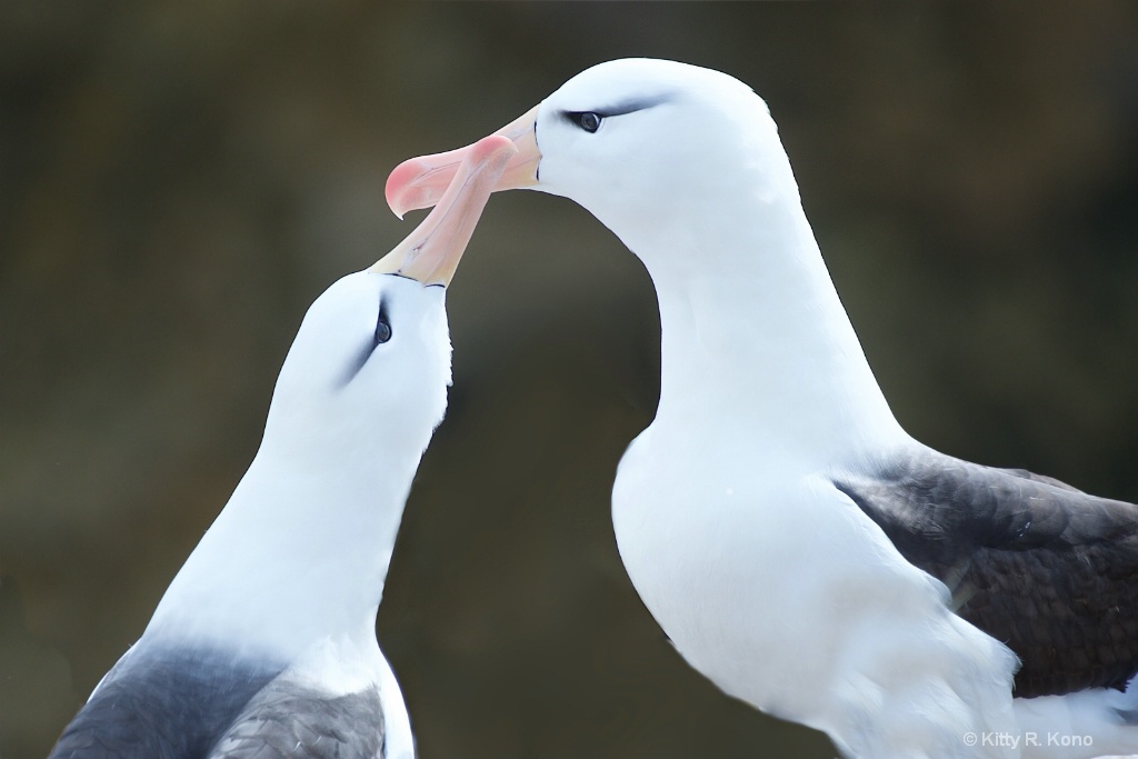 Albatross - Bird Island - Falklands - ID: 15278868 © Kitty R. Kono