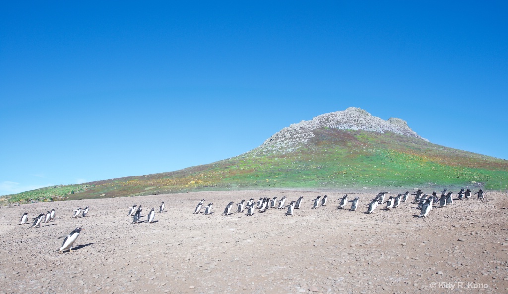 Gentoo Penguin - Steeple Jason Falkland Islands