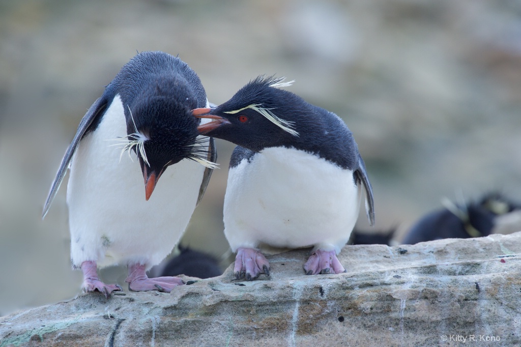 Rock Hopper Penguins in Love - Bird Island - Falkl