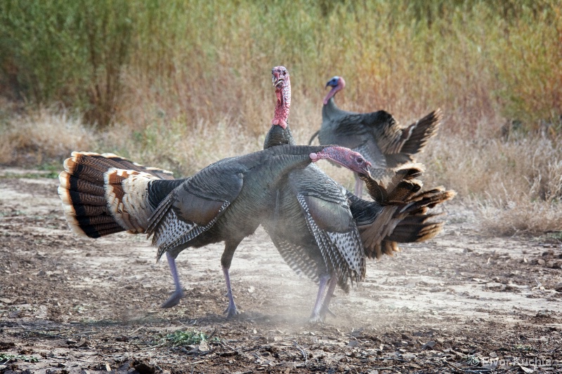 Turkey pulling feather