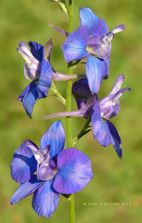 Four Blue-Violet Flowers