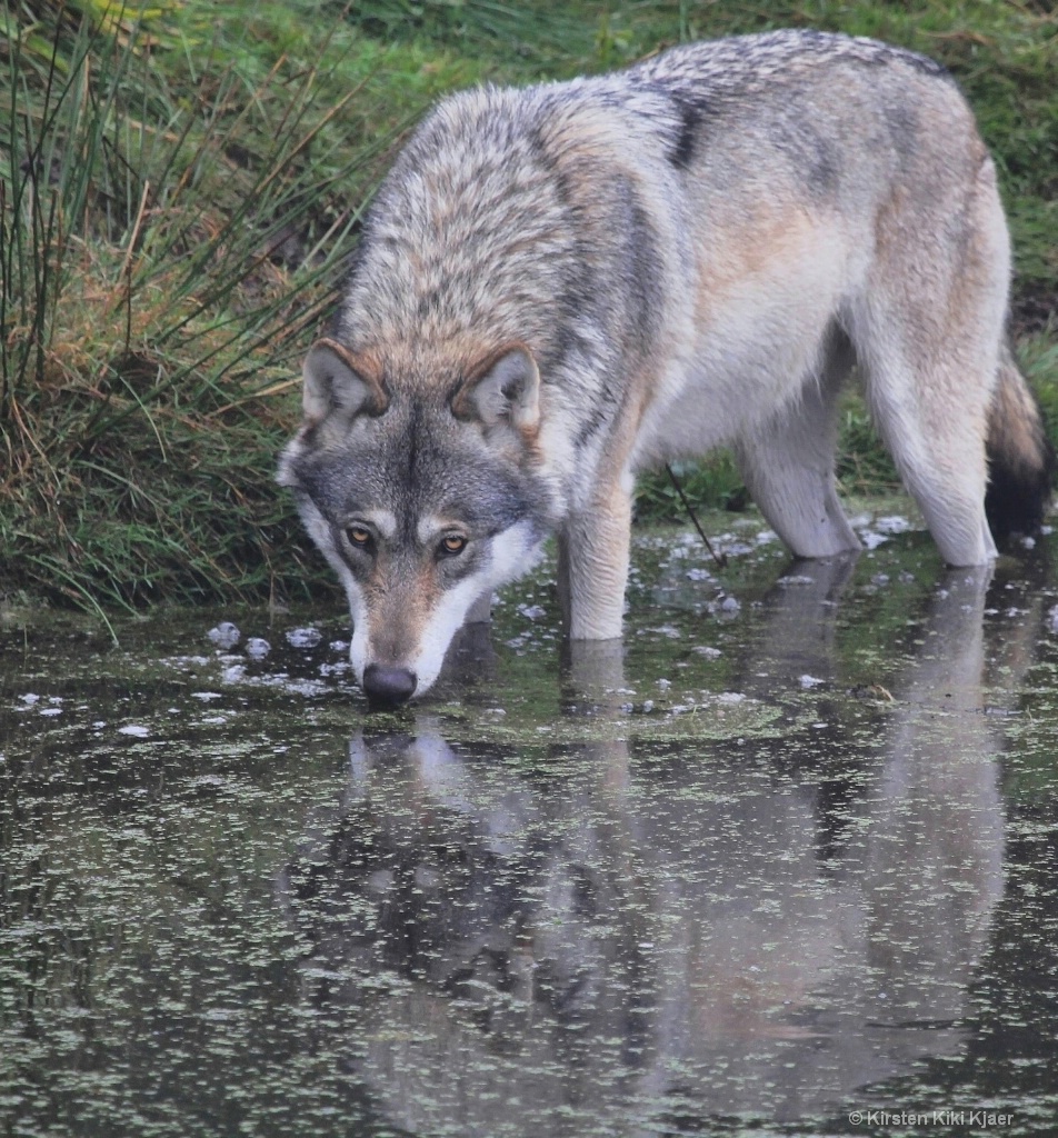 Wolf Drinking In The Pond