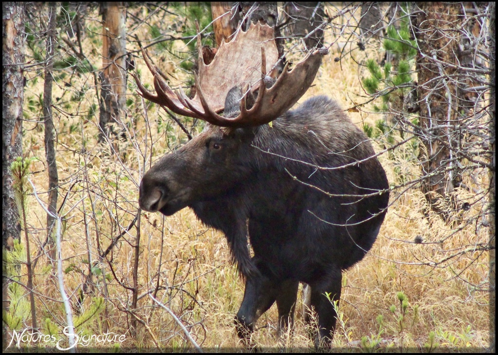 ~ Bull Moose ~