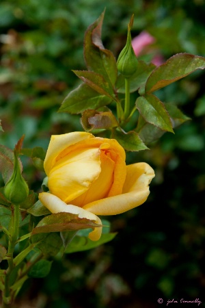 A Yellow Rose