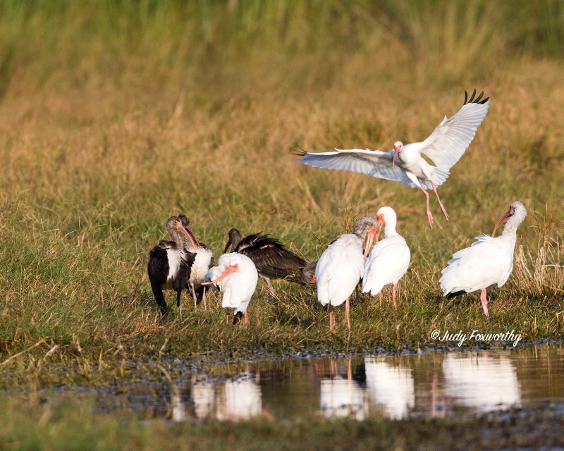 White Ibis Cleaning Up Time