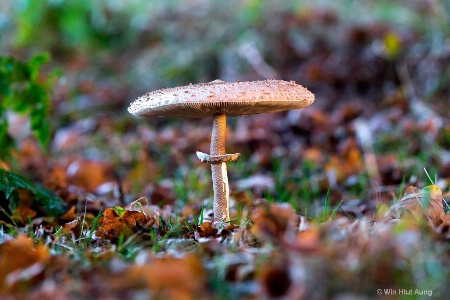 Mushroom Like Umbrealla