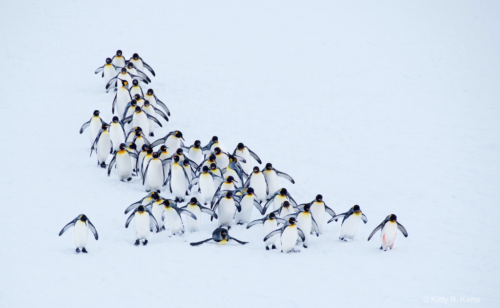 King Penguins From Above