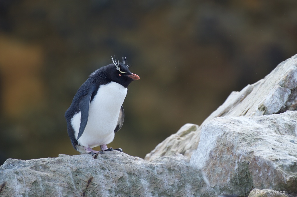 The Rock Hopper Penguin - ID: 15282053 © Kitty R. Kono