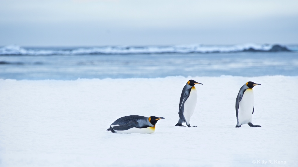 Three King Penguins  - ID: 15282054 © Kitty R. Kono