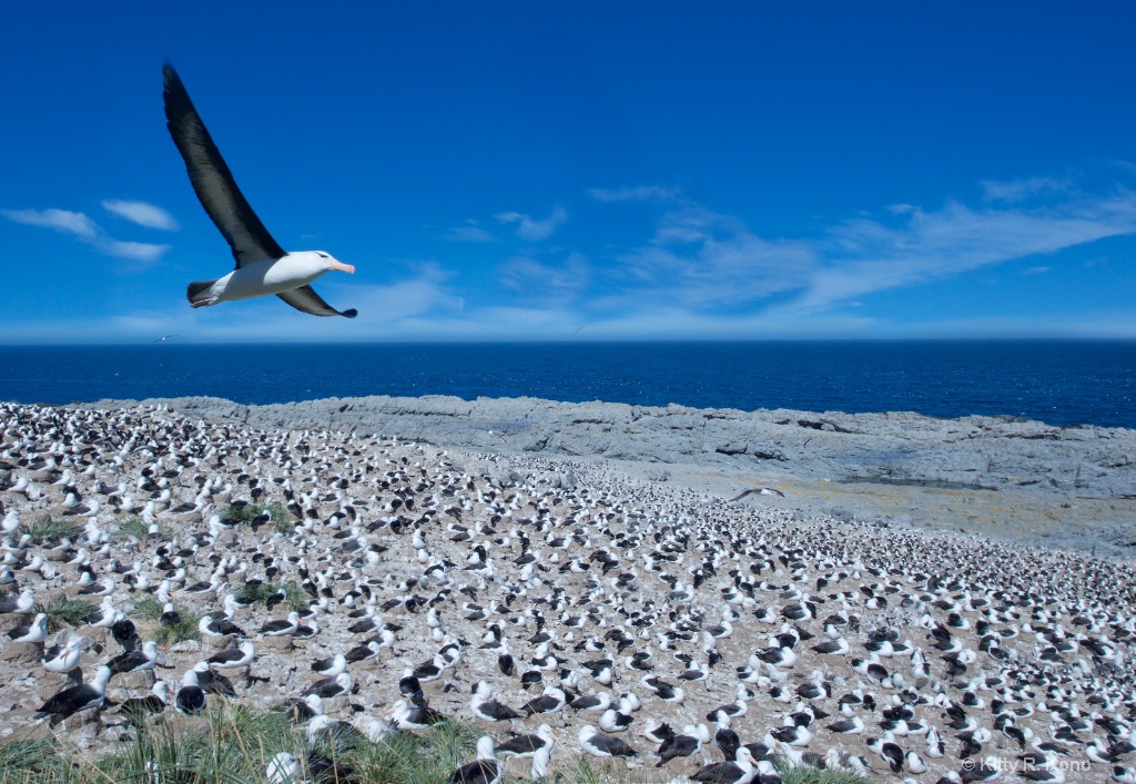 Black Browed Albatross 