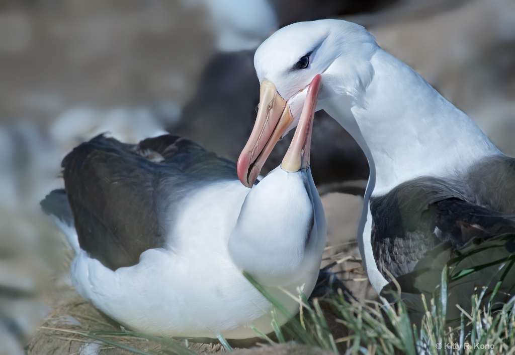 Black Browed Albatross Love  - ID: 15282059 © Kitty R. Kono