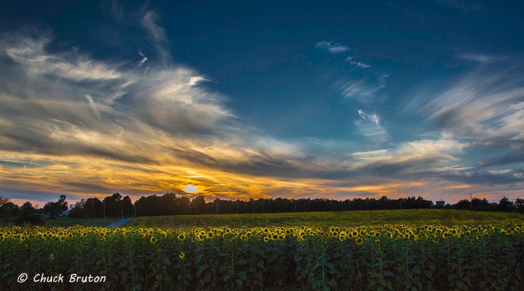 Sunflower sunset  - ID: 15282271 © Chuck Bruton