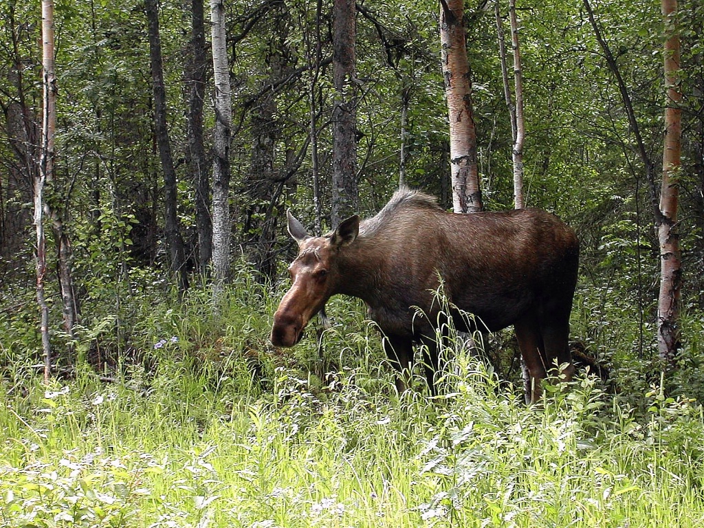 Mama Moose at Wood's Edge