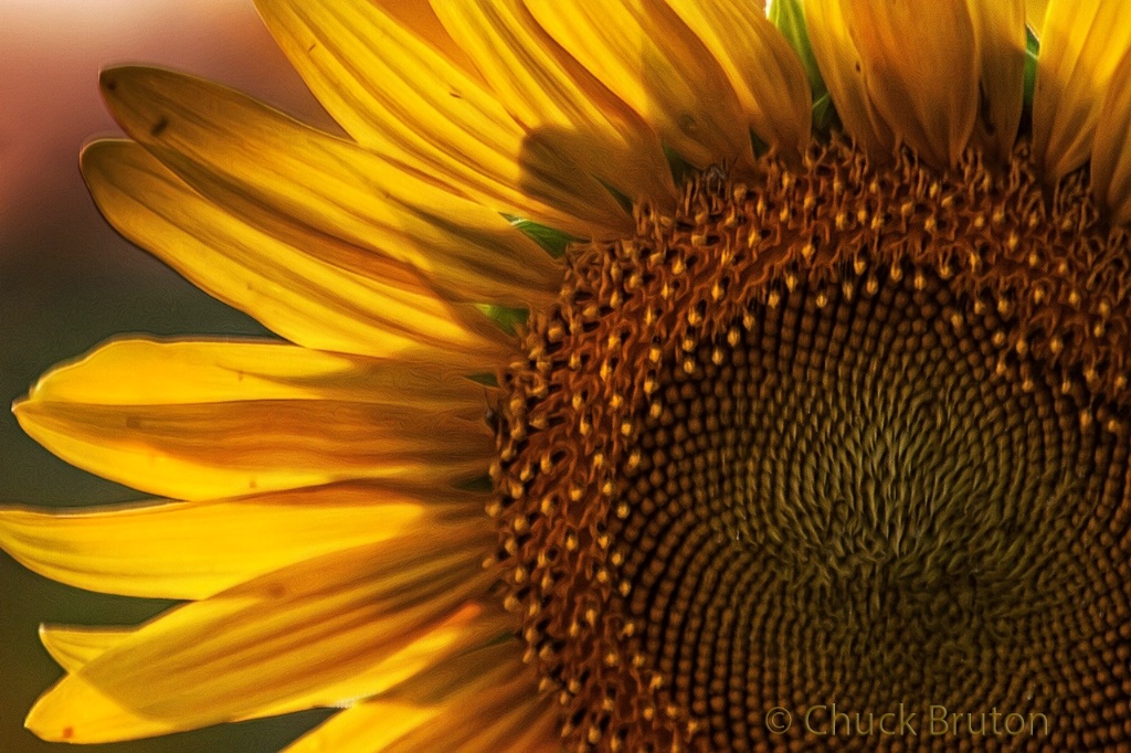 Sunflower Glow #1 - ID: 15282285 © Chuck Bruton