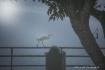 Egret walking on ...