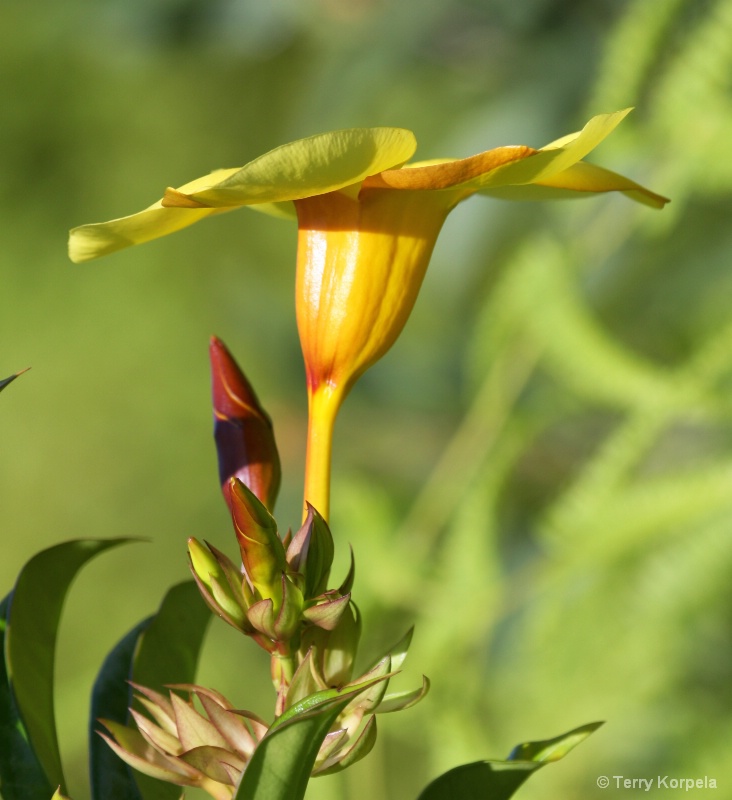 Kula Gardens, Maui - ID: 15283072 © Terry Korpela