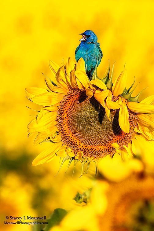 Indigo Bunting at Pope Farm Sunflower Fields - ID: 15283233 © Stacey J. Meanwell