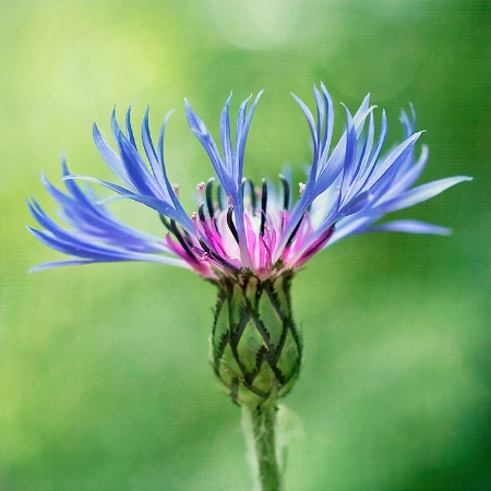 Blue Flower