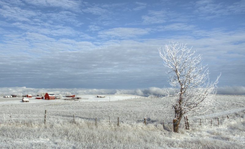 Hoar Frost on the Ranch 