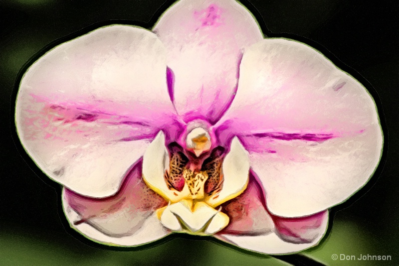 Beautiful Artistic Orchid 10-22-16 526