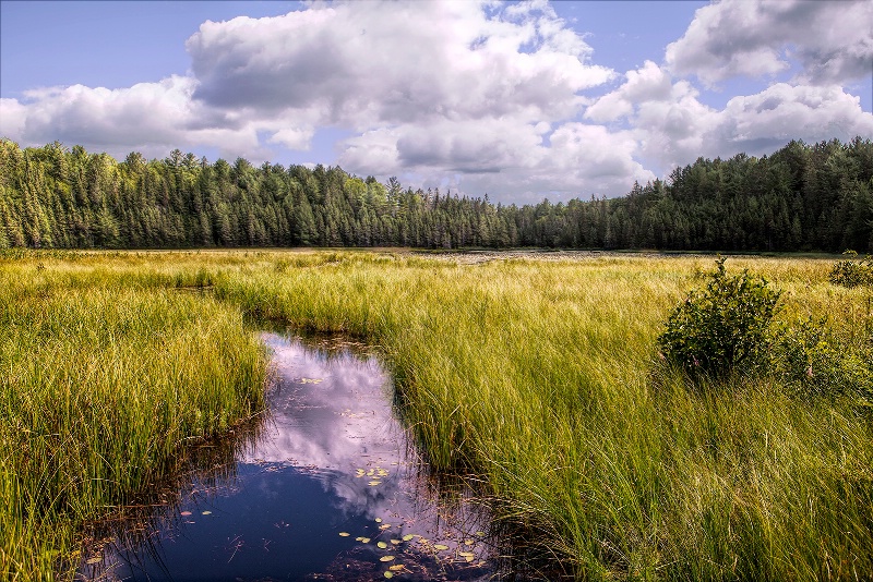 Swamp at Algonquin Park