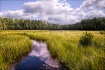 Swamp at Algonqui...