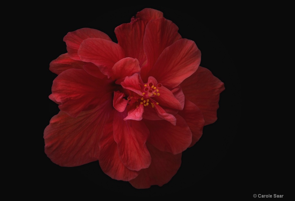Double Red Hibiscus