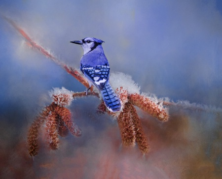 Bluejay