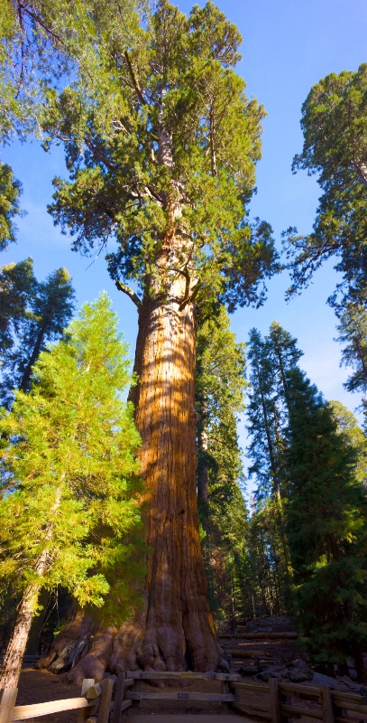 General Sherman..21M Pounds of Tree