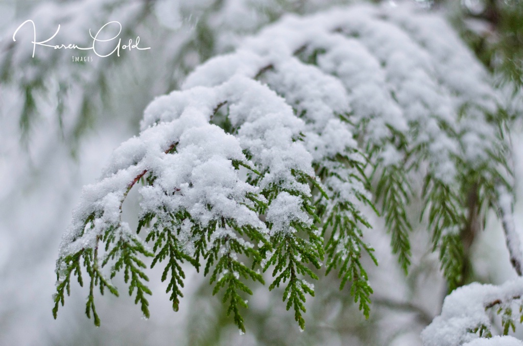 First Dusting of Snow - ID: 15284720 © Karen E. Gold